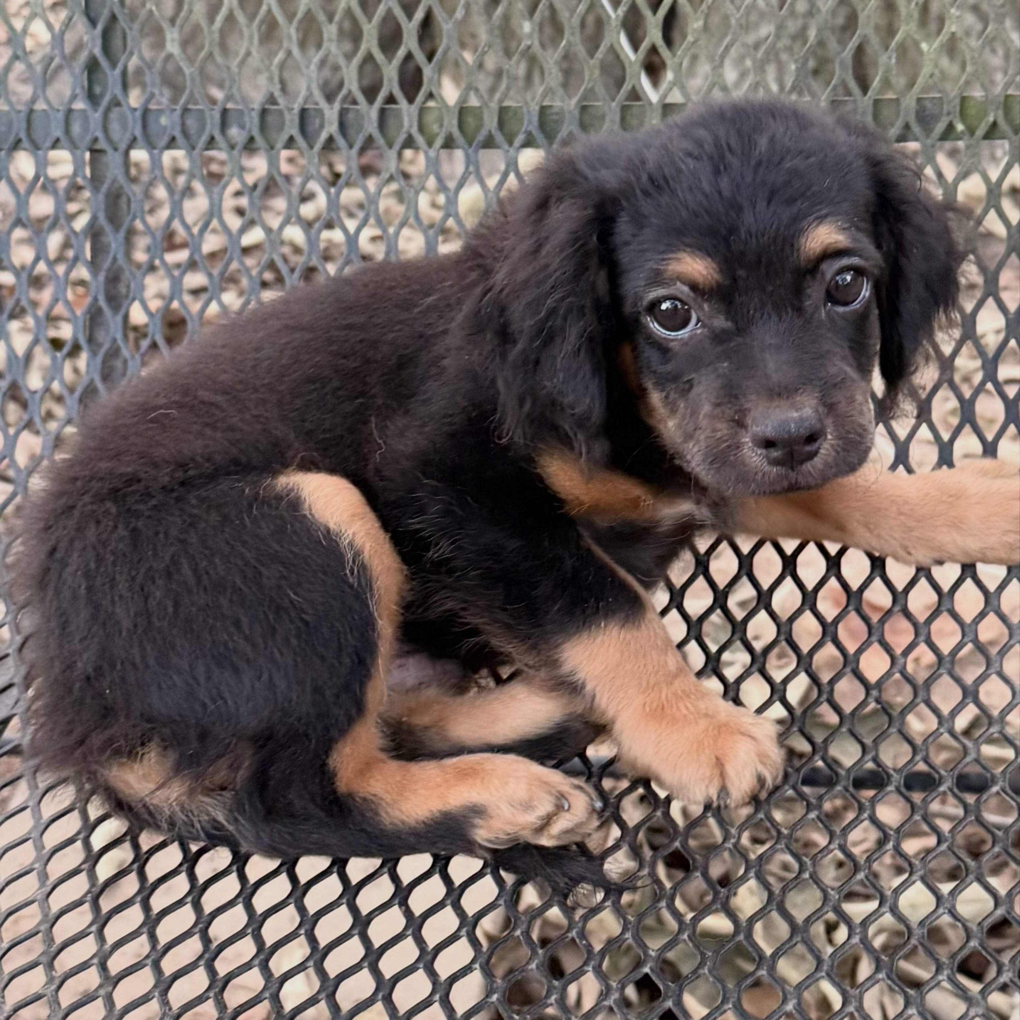 Enlarge Bagel, a Adoptable mixed breed in Allentown, PA image 2/6