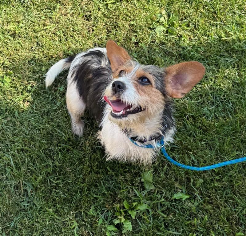 Josie, ADOPTABLE, Young Female Wirehaired Terrier & Jack Russell Terrier.