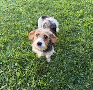 Josie, a ADOPTABLE mixed breed in Tiffin, OH image 3/5