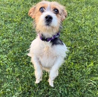 Josie, a ADOPTABLE mixed breed in Tiffin, OH image 2/5