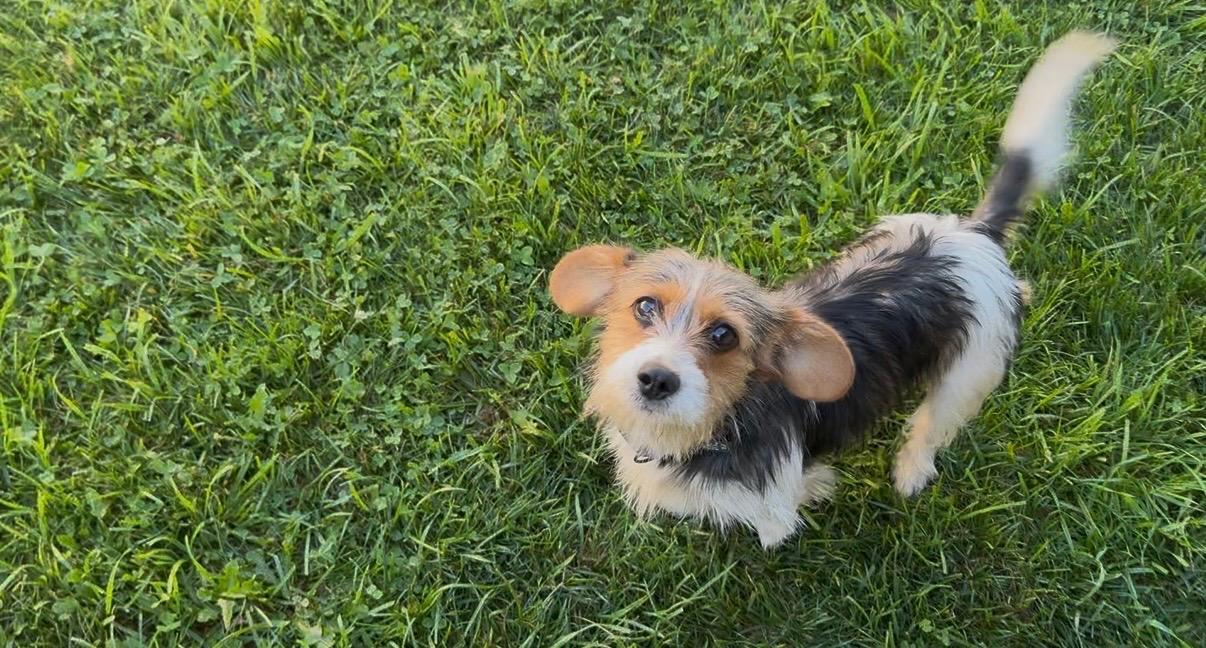 Josie, a ADOPTABLE mixed breed in Tiffin, OH image 4/5