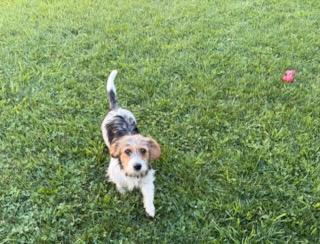 Josie, a ADOPTABLE mixed breed in Tiffin, OH image 5/5