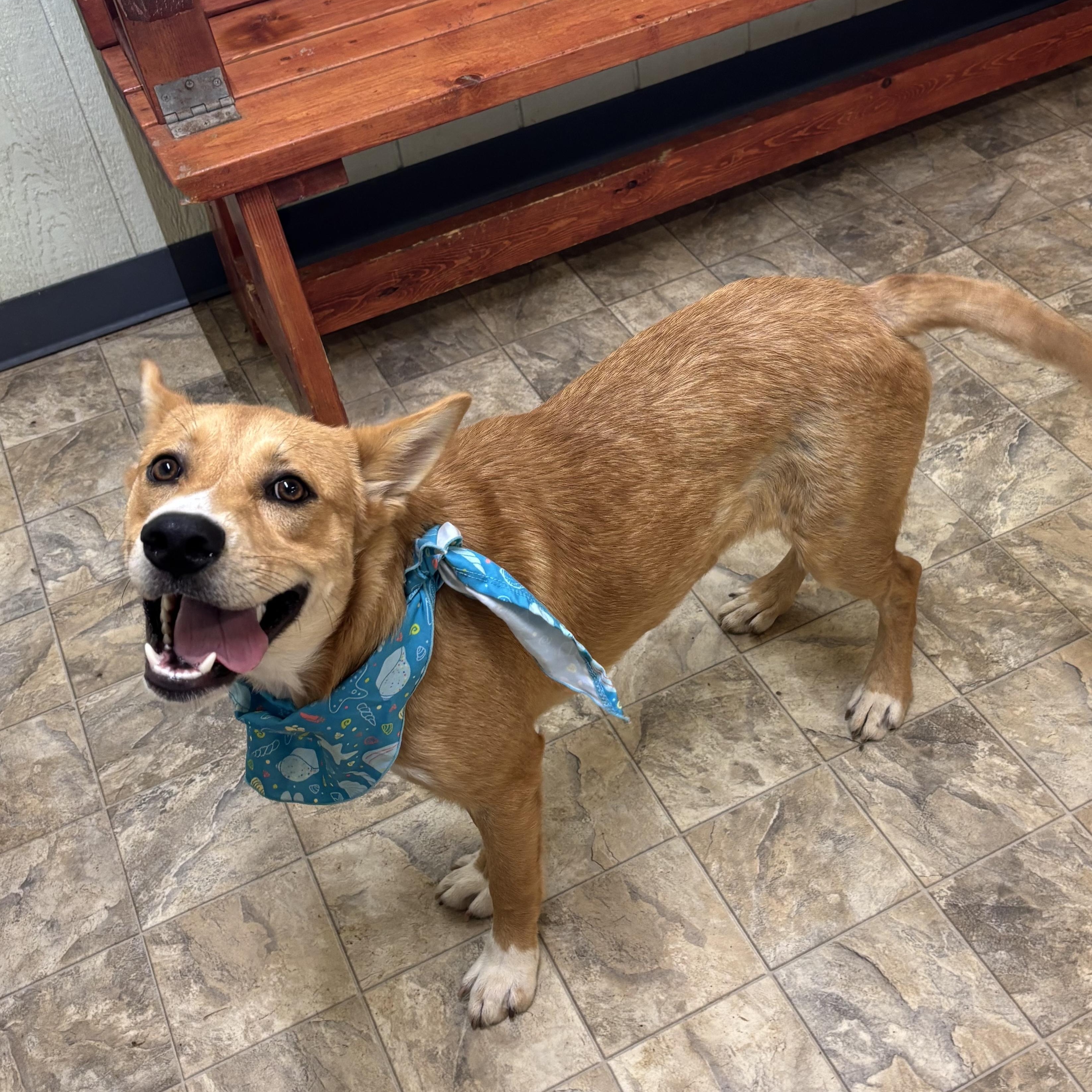 Trevor, a Adoptable mixed breed in Pilot Point, TX image 2/3