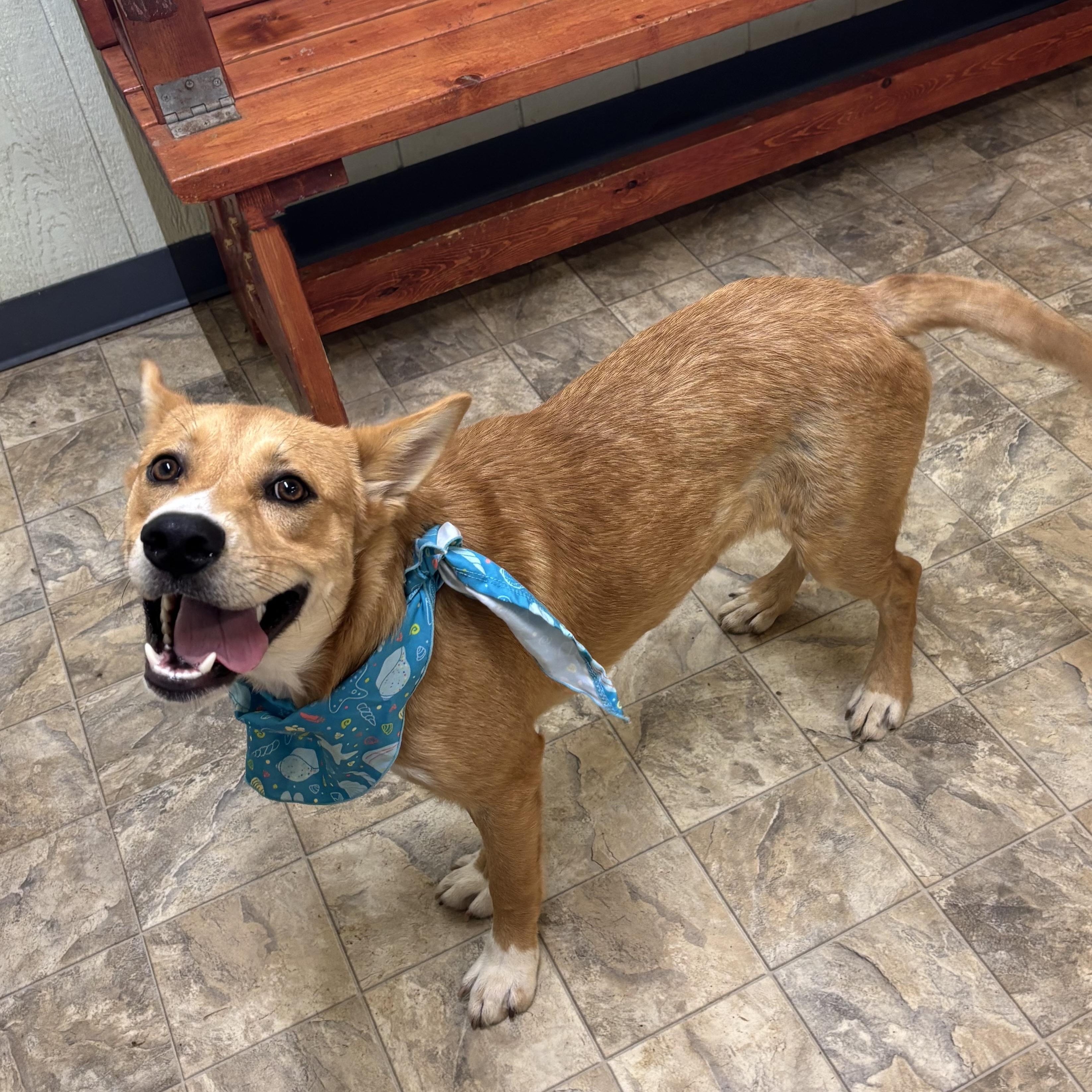 Trevor, a Adoptable mixed breed in Pilot Point, TX image 3/3