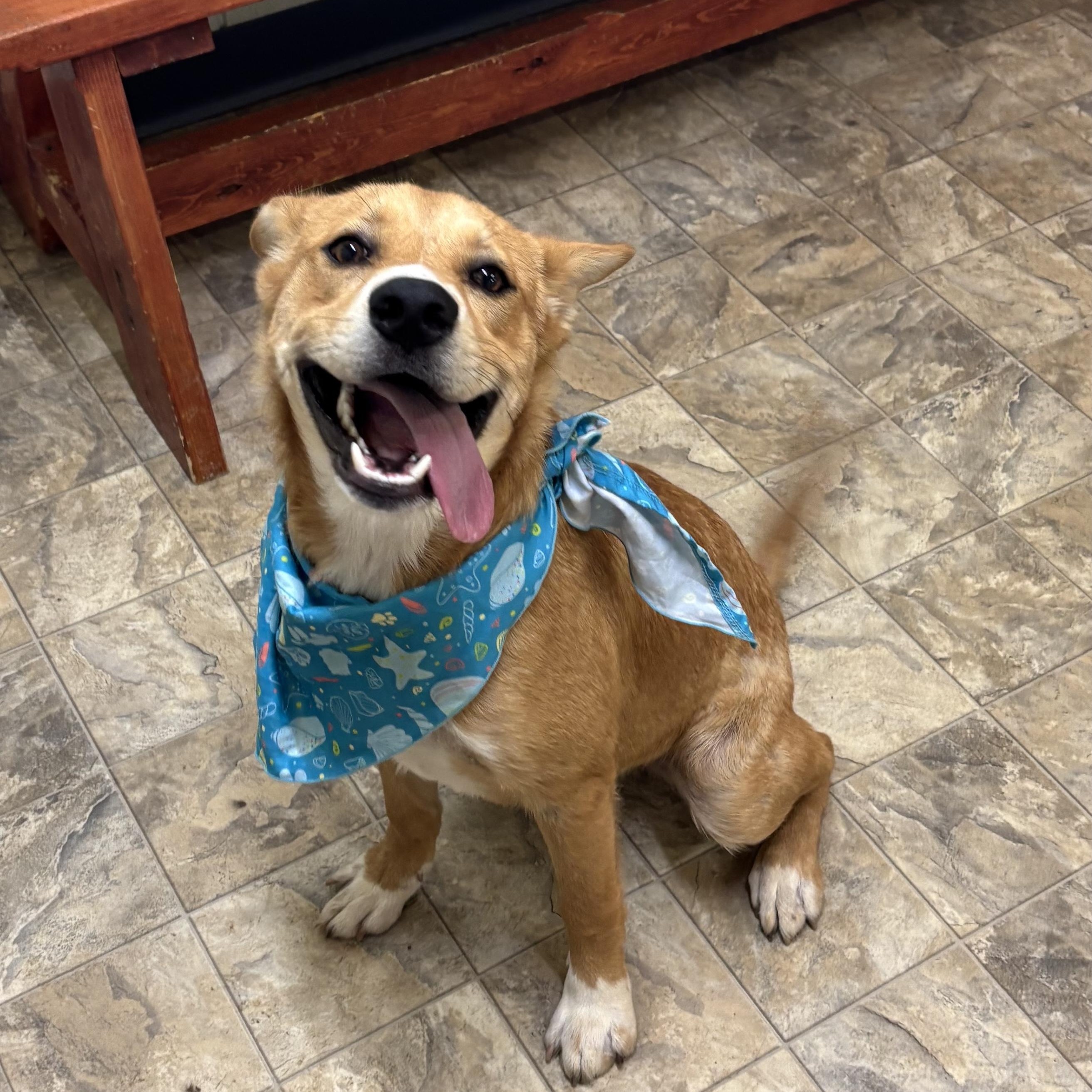 Trevor, Adoptable, Young Male Husky.