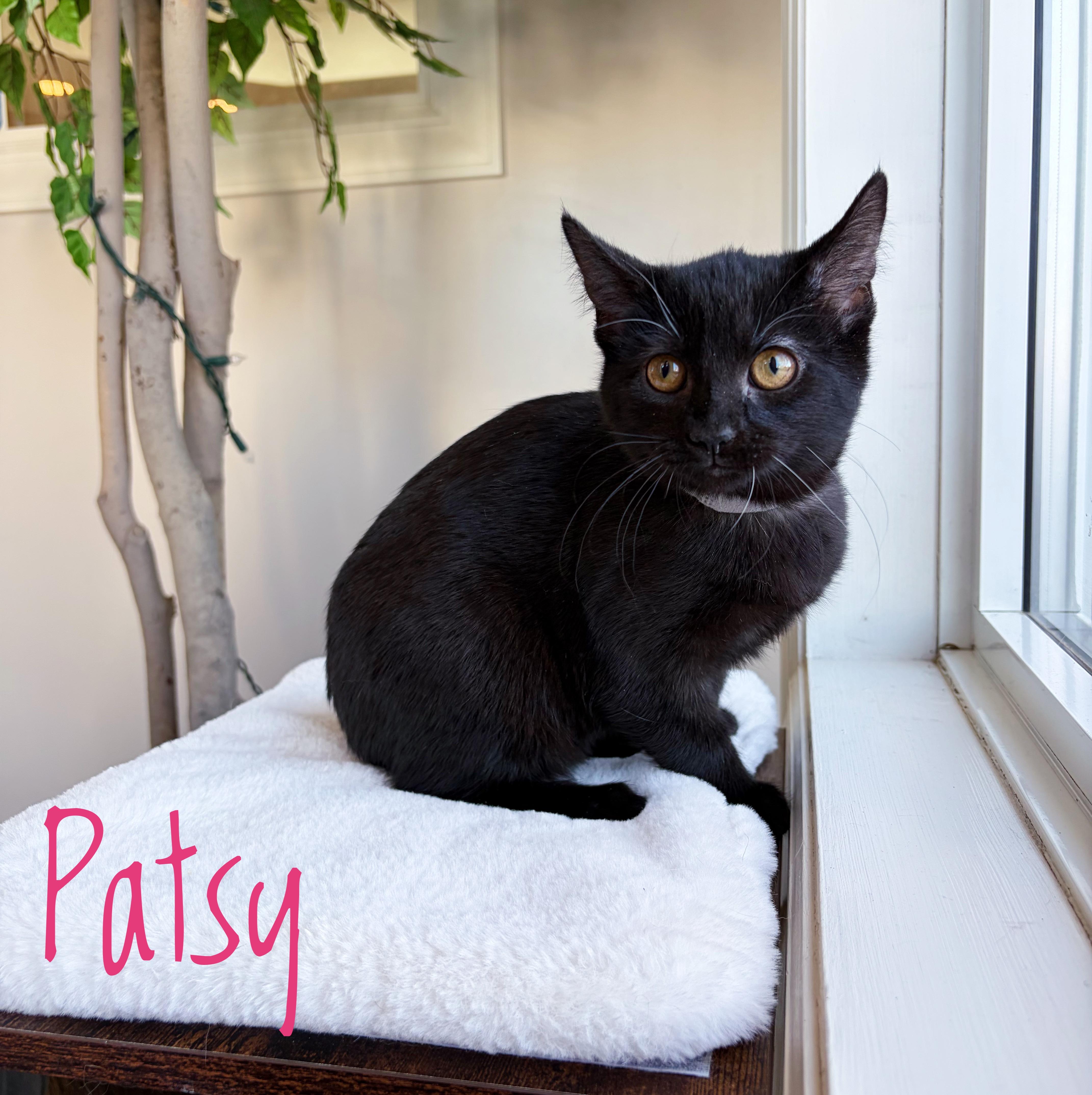 Enlarge Patsy , an adopted Domestic Short Hair in Bethel, OH image 1/1