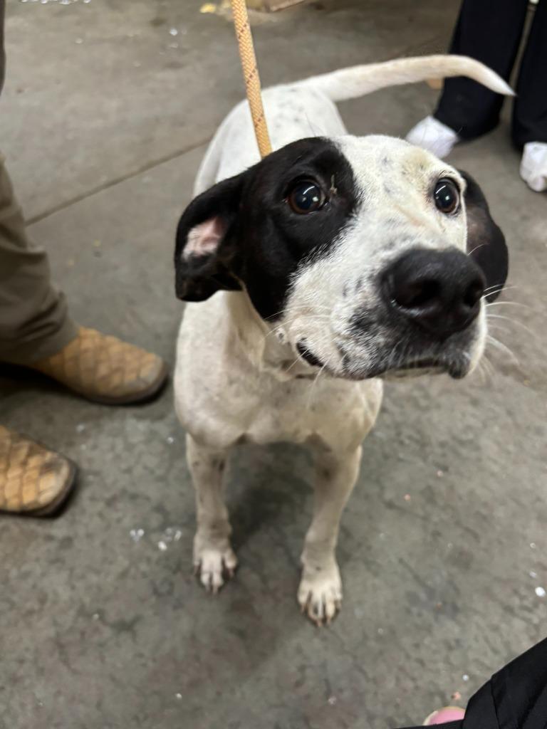 Enlarge Darlene, a Adoptable Pit Bull Terrier in Swainsboro, GA image 3/3