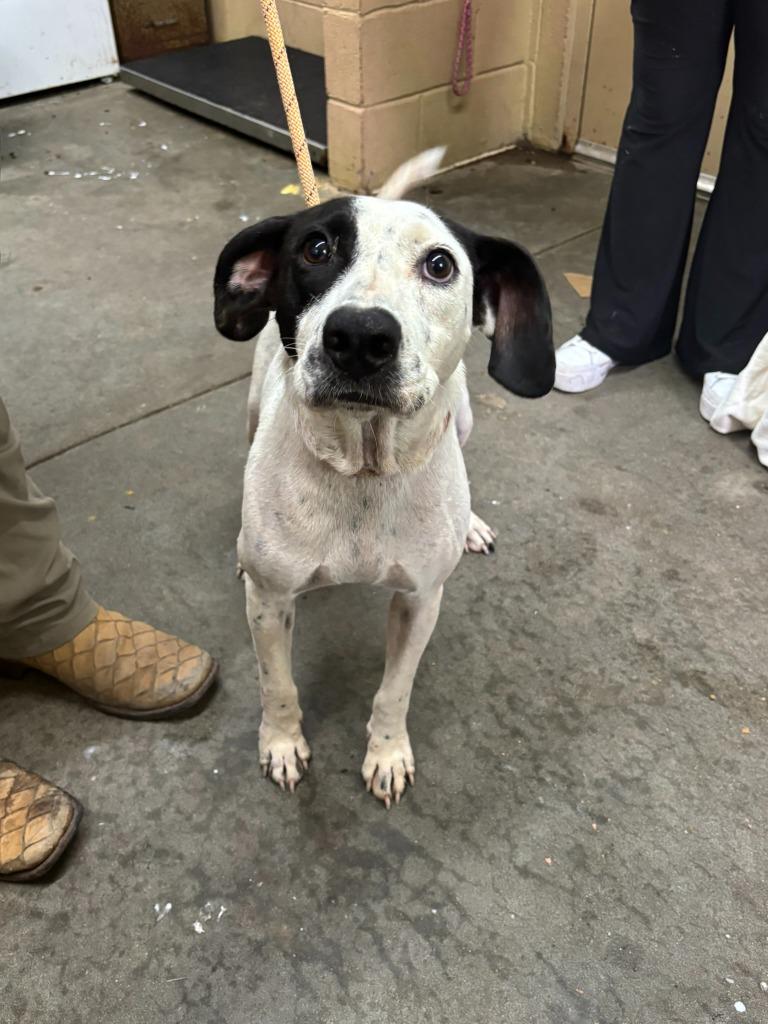 Enlarge Darlene, a Adoptable Pit Bull Terrier in Swainsboro, GA image 1/3