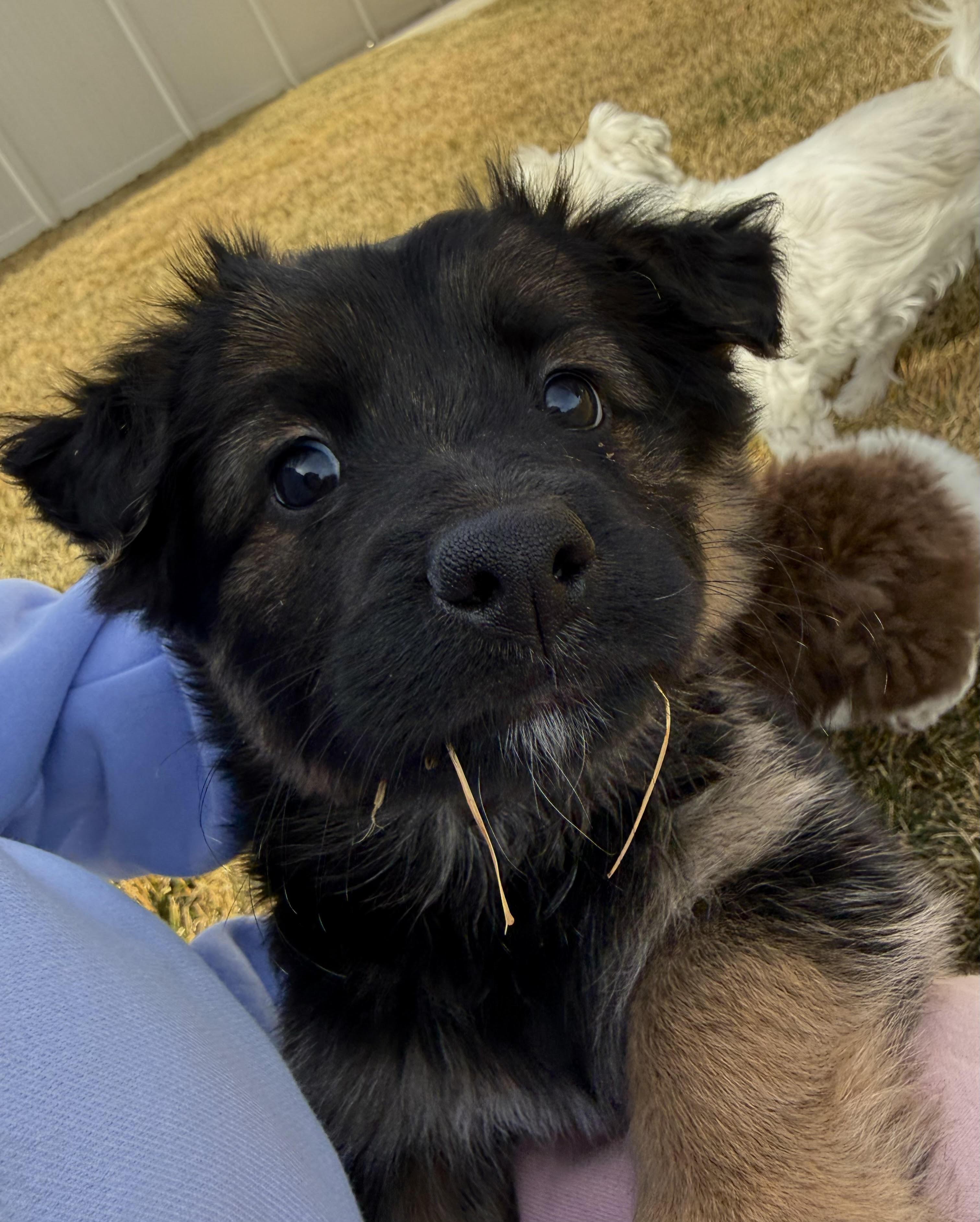 Enlarge Zeke, a ADOPTABLE Corgi in Salt Lake City, UT image 5/5