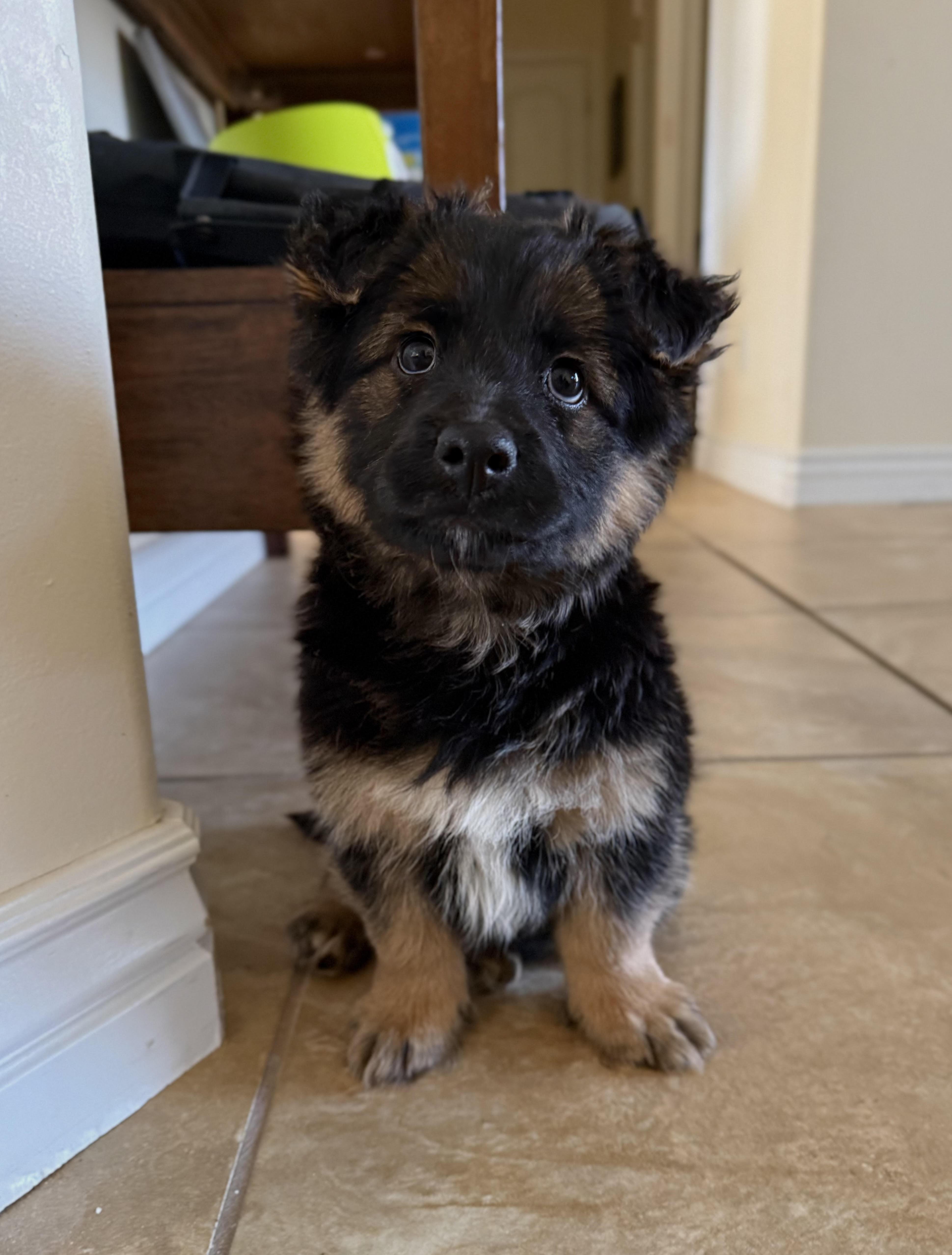 Enlarge Zeke, a ADOPTABLE Corgi in Salt Lake City, UT image 3/5