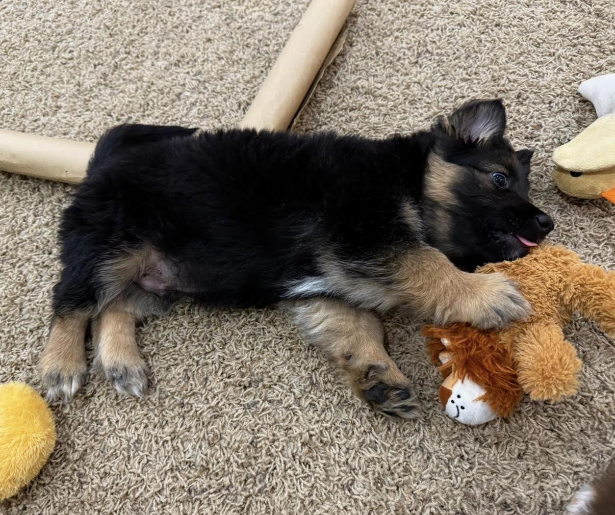 Enlarge Zeke, a ADOPTABLE Corgi in Salt Lake City, UT image 4/5