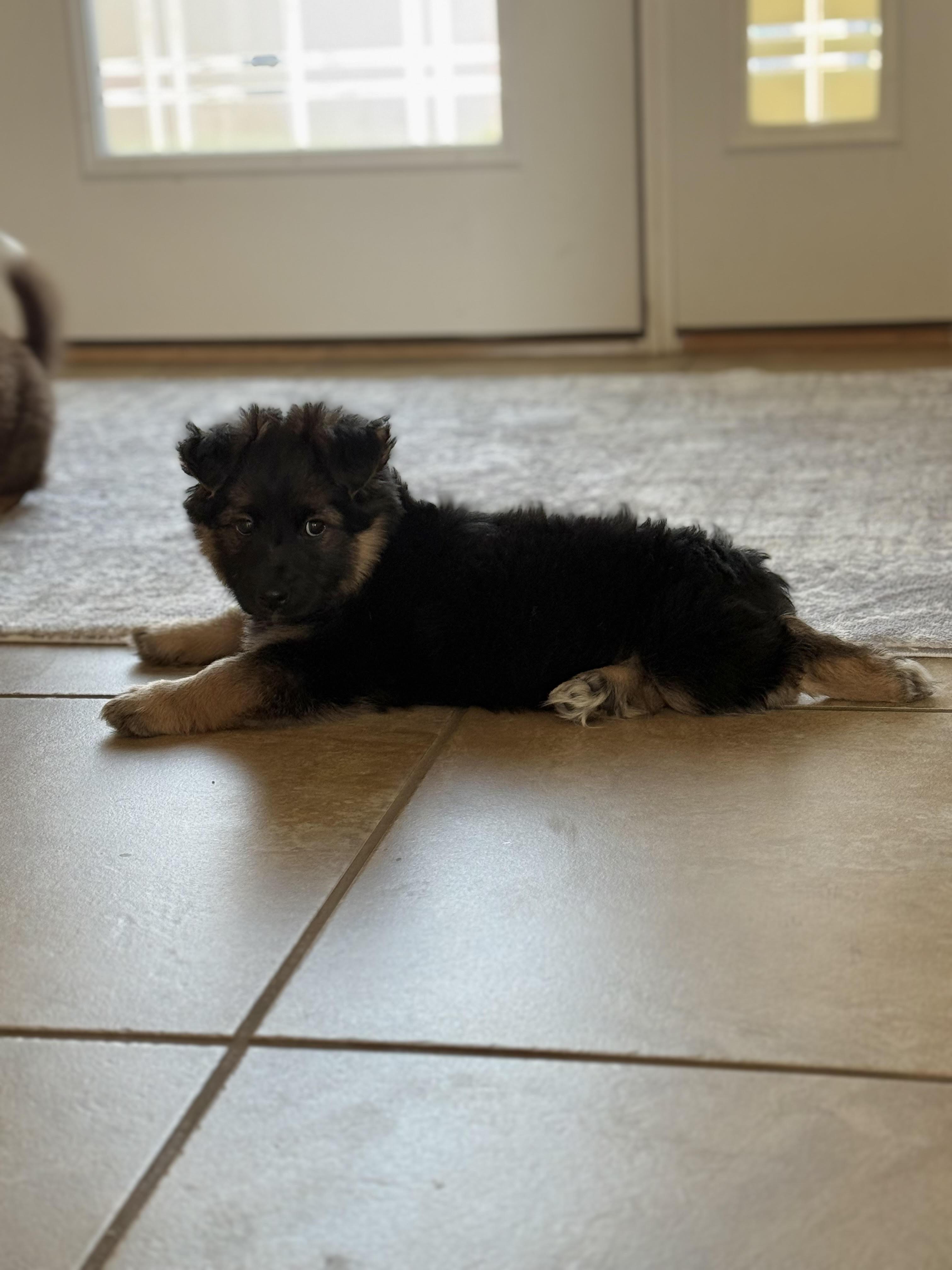 Enlarge Zeke, a ADOPTABLE Corgi in Salt Lake City, UT image 2/5