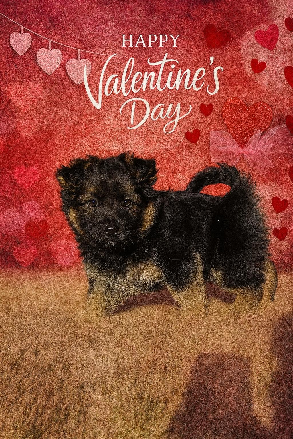 Zeke, ADOPTABLE, Puppy Male Corgi.