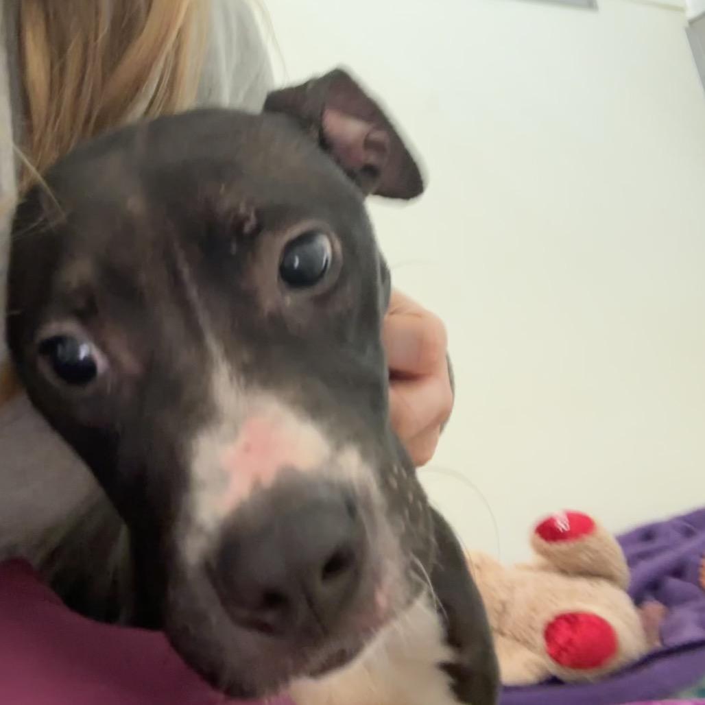 Rikki, a Adoptable Terrier in Pekin, IL image 1/4