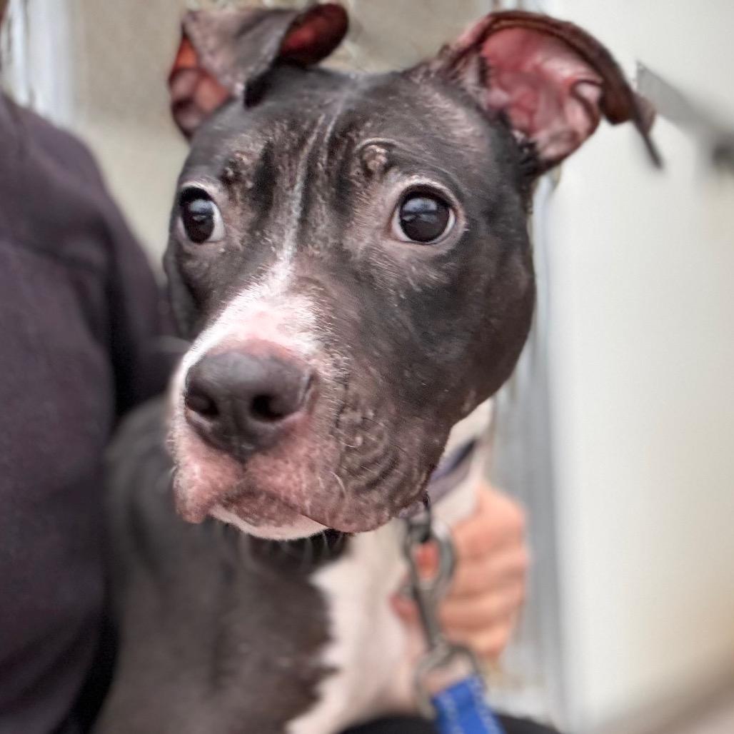 Rikki, a Adoptable Terrier in Pekin, IL image 2/4