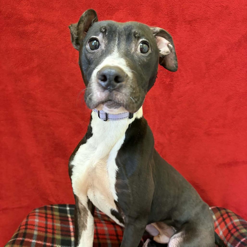 Rikki, a Adoptable Terrier in Pekin, IL image 3/4