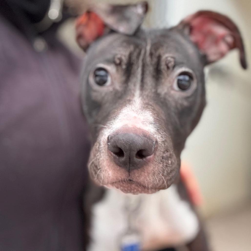 Rikki, a Adoptable Terrier in Pekin, IL image 4/4