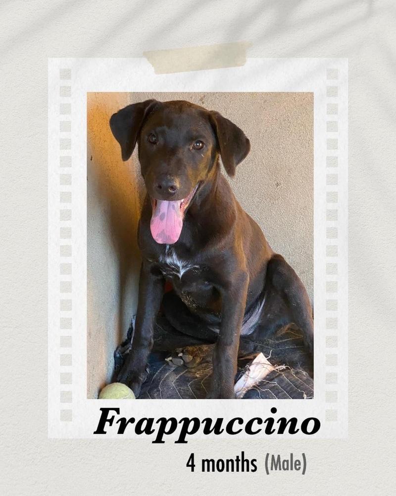 Frappuccino, Adopted, Young Male Labrador Retriever.