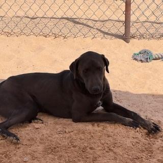 Enlarge Frappuccino, a Adopted mixed breed in Puerto Penasco, SON image 2/3