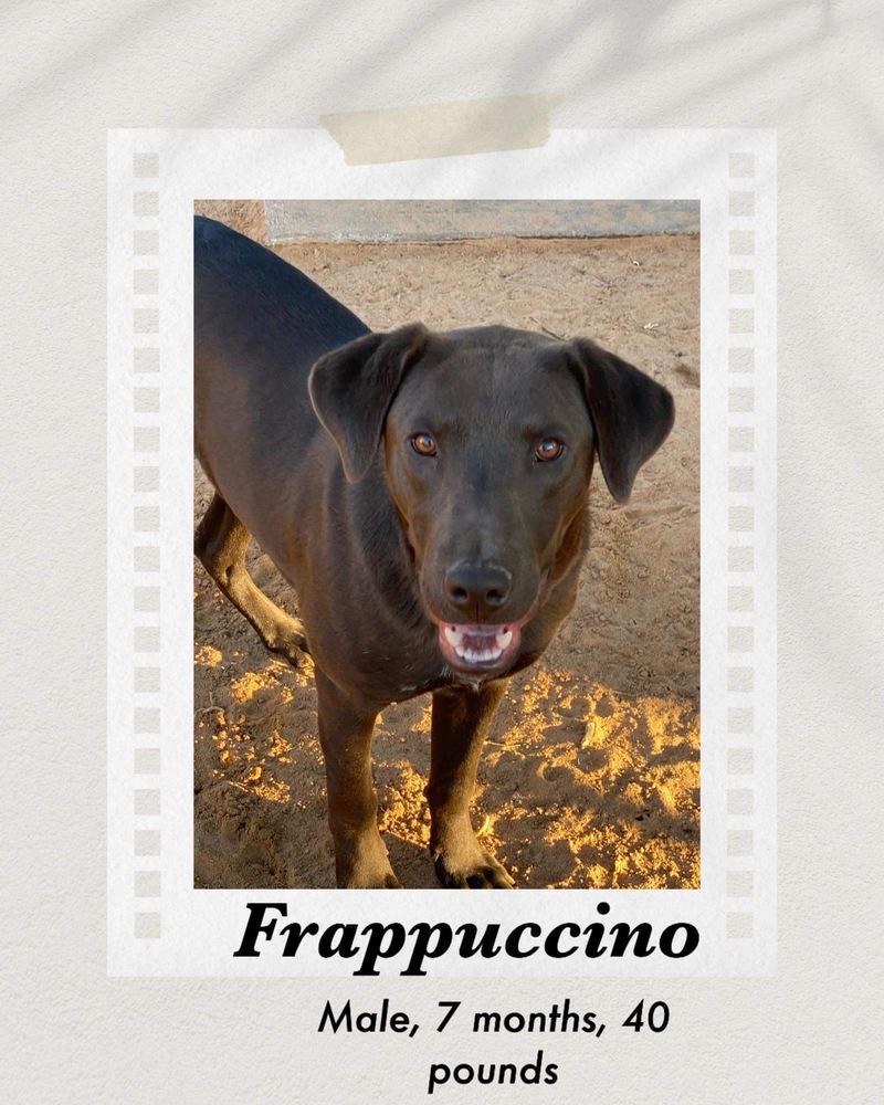 Enlarge Frappuccino, a Adopted mixed breed in Puerto Penasco, SON image 3/3