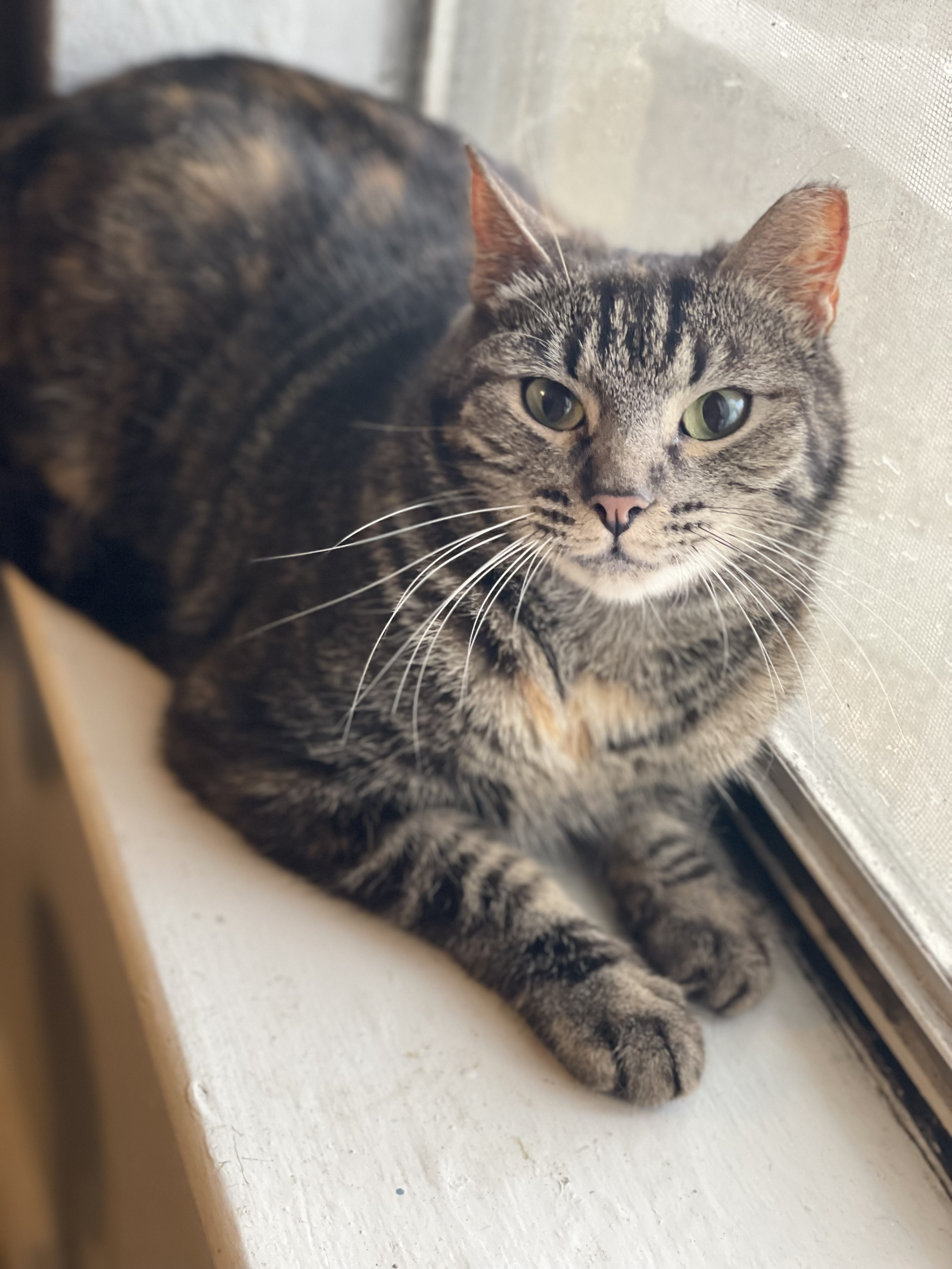 Cat for adoption Maple, a Tabby in LOVELAND, CO Petfinder