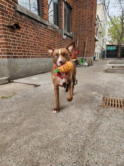 Enlarge Sky, a Adoptable mixed breed in Montreal, QC image 1/3