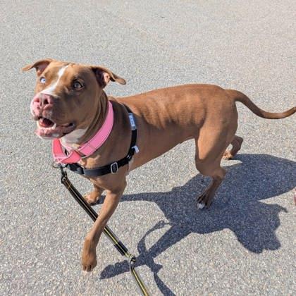 Enlarge Sky, a Adoptable mixed breed in Montreal, QC image 2/3