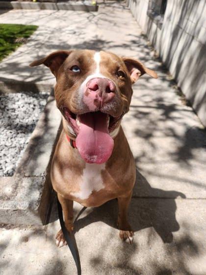 Enlarge Sky, a Adoptable mixed breed in Montreal, QC image 3/3