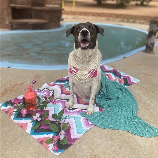 Dolphina — thumbnail 2