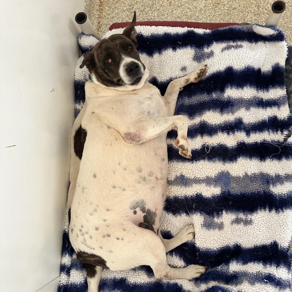 Dolphina — thumbnail 3