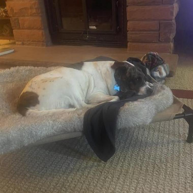 Dolphina — thumbnail 6