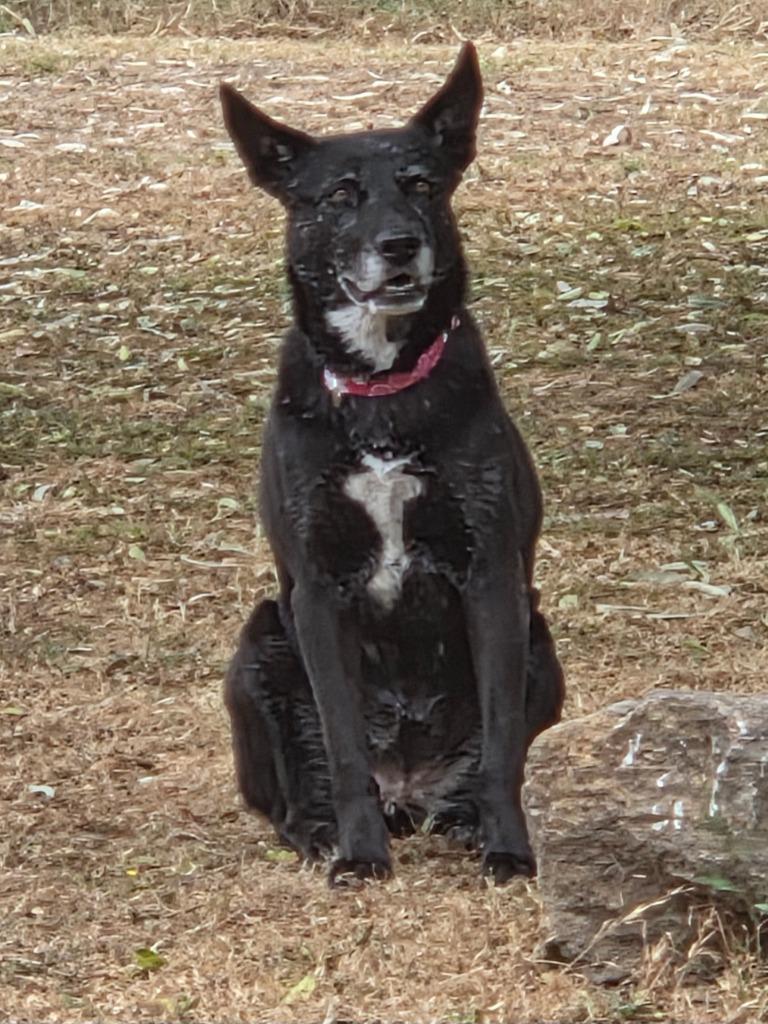 Doll Doll, a Adoptable mixed breed in El Cajon, CA image 2/6