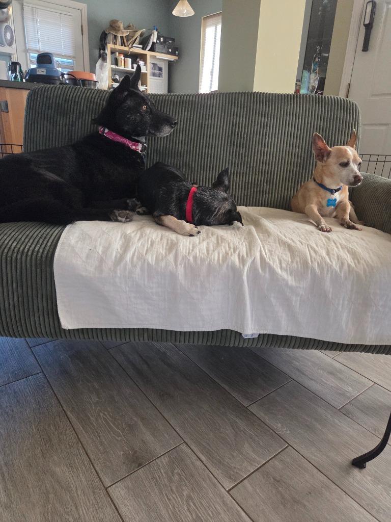 Doll Doll, Adoptable, Adult Female Australian Kelpie & German Shepherd Dog.