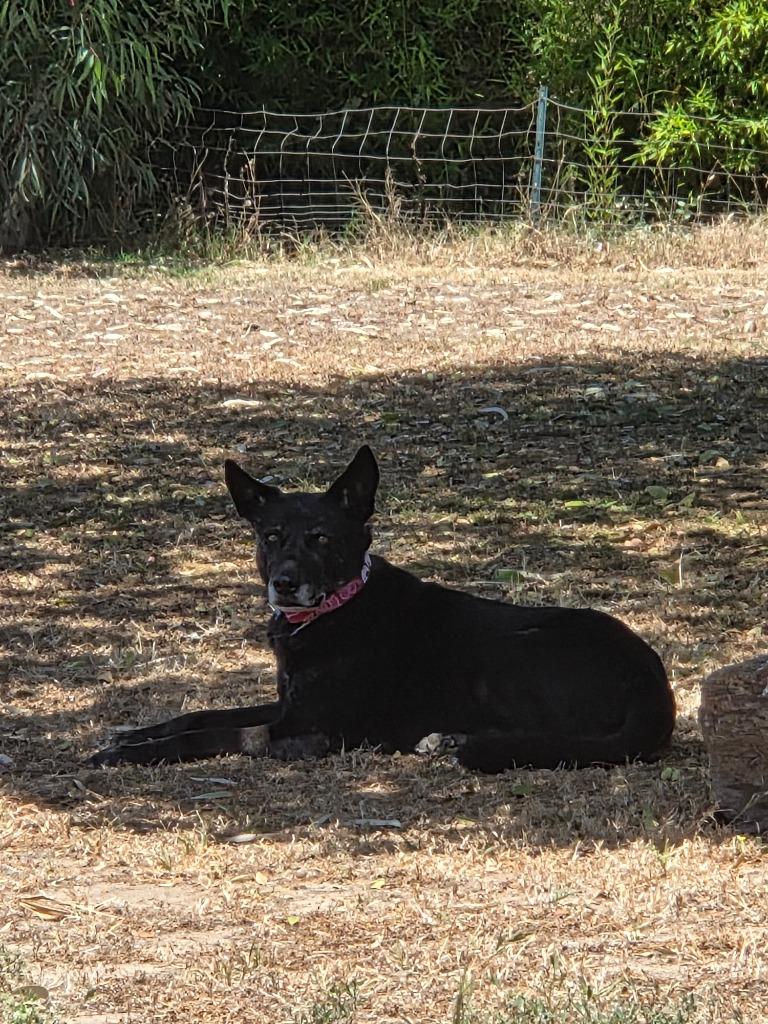 Enlarge Doll Doll, a Adoptable mixed breed in El Cajon, CA image 3/6