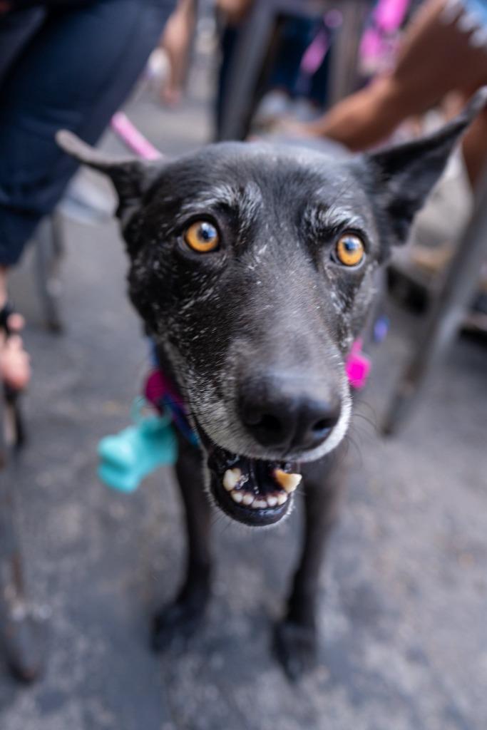 Enlarge Doll Doll, a Adoptable mixed breed in El Cajon, CA image 5/6