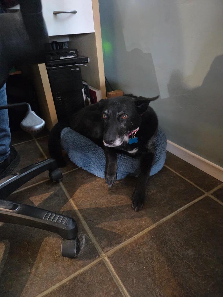 Enlarge Doll Doll, a Adoptable mixed breed in El Cajon, CA image 6/6