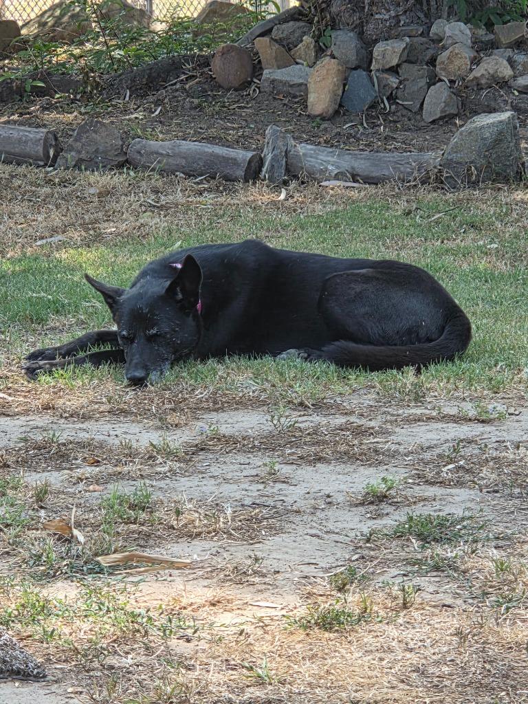 Doll Doll, a Adoptable mixed breed in El Cajon, CA image 5/6