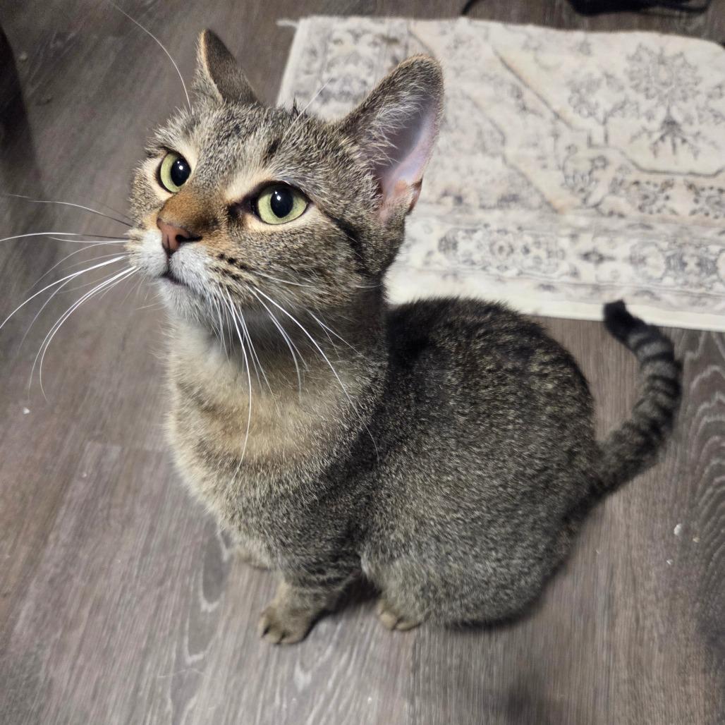 Amiyah, a Adoptable Domestic Short Hair in Chaska, MN image 1/4