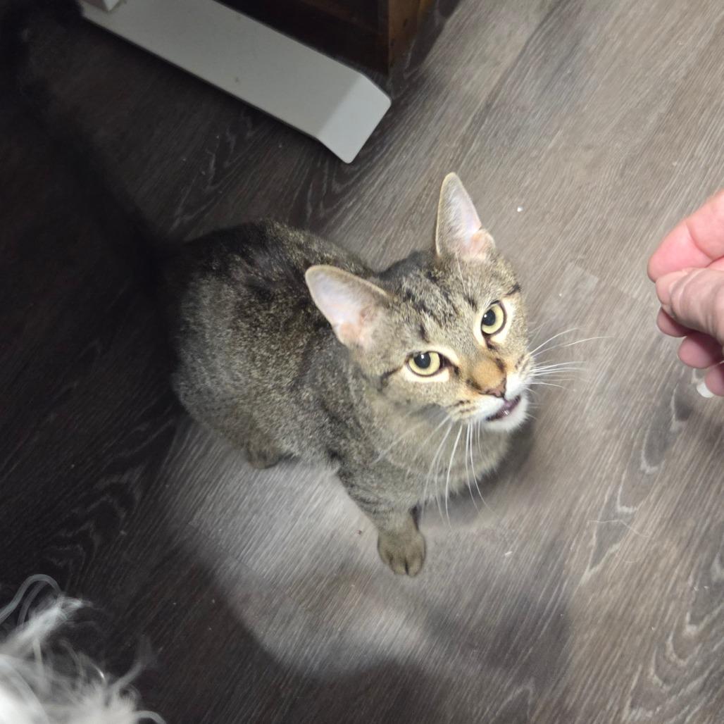 Amiyah, a Adoptable Domestic Short Hair in Chaska, MN image 2/4