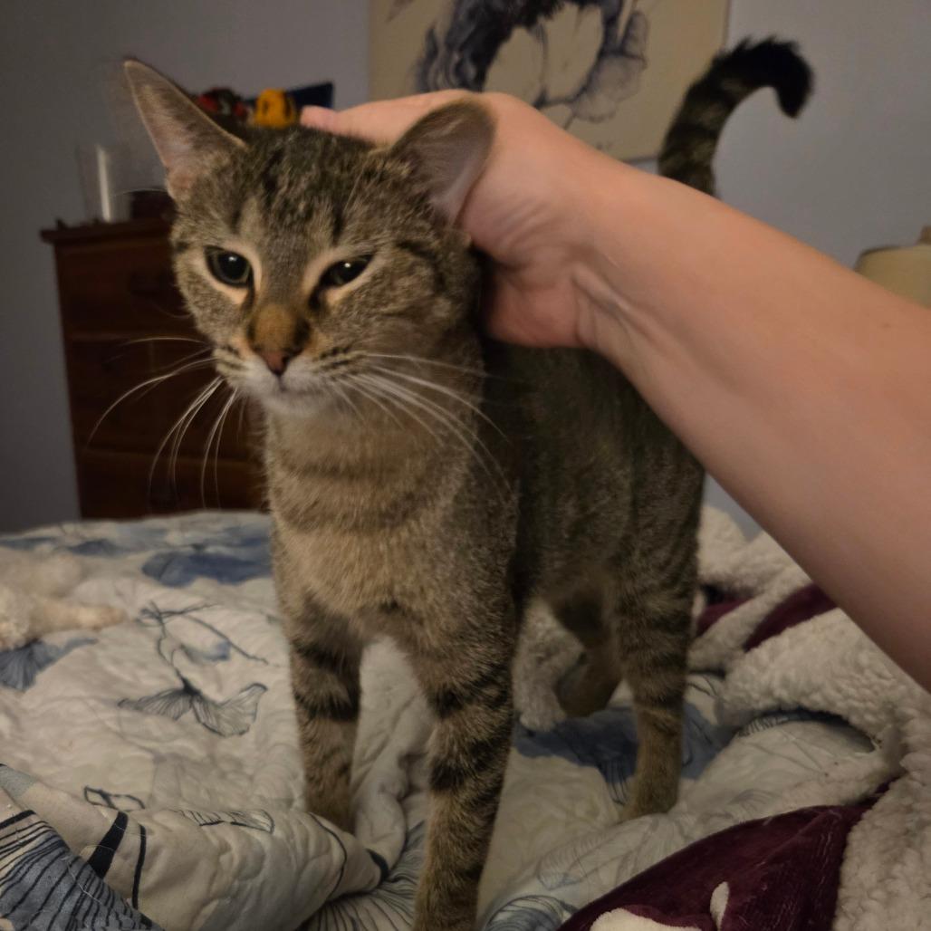 Amiyah, a Adoptable Domestic Short Hair in Chaska, MN image 3/4