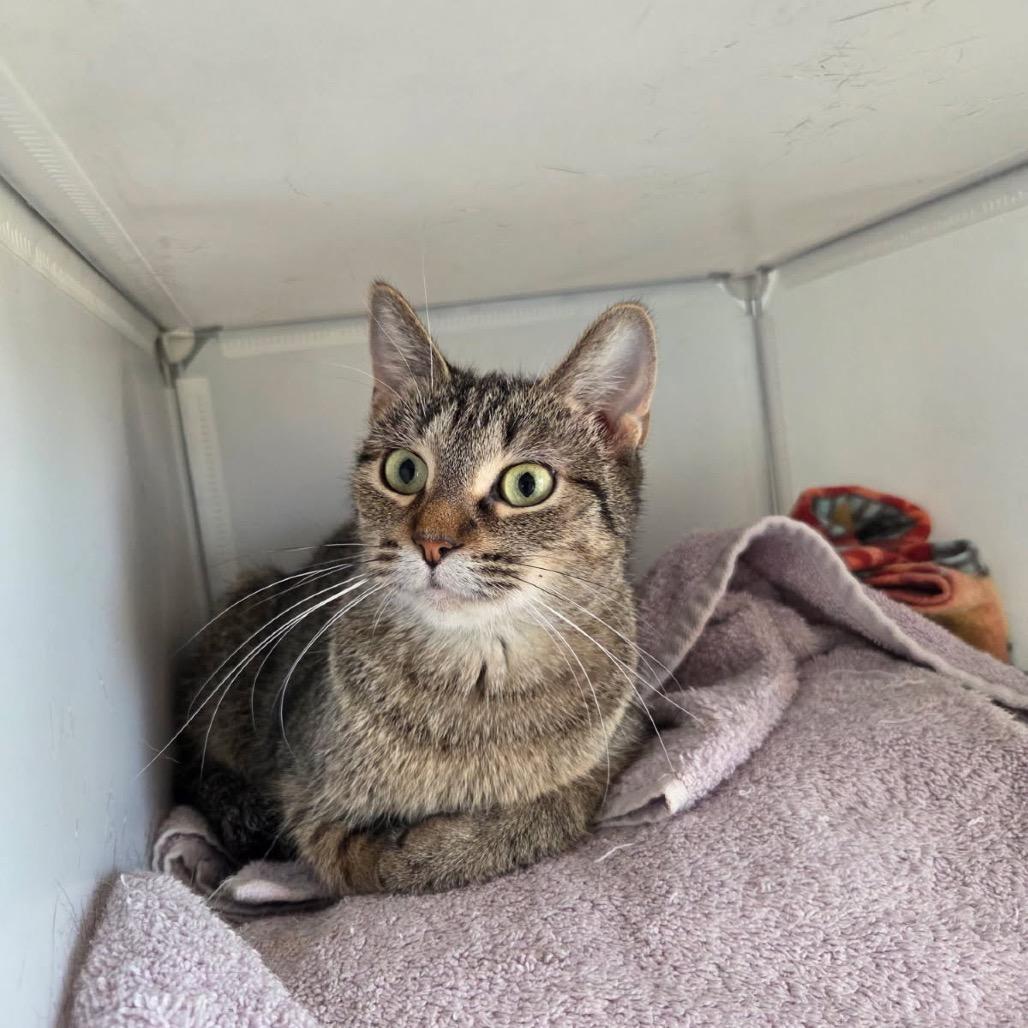 Amiyah, a Adoptable Domestic Short Hair in Chaska, MN image 4/4