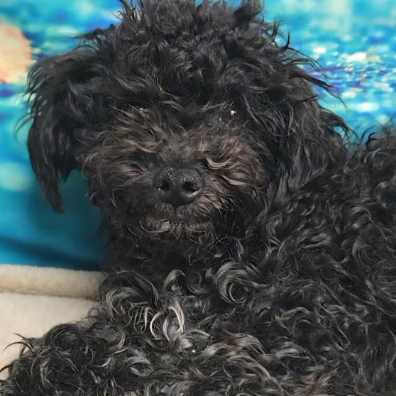 Enlarge Onyx, a Adoptable mixed breed in Fort Collins, CO image 1/6