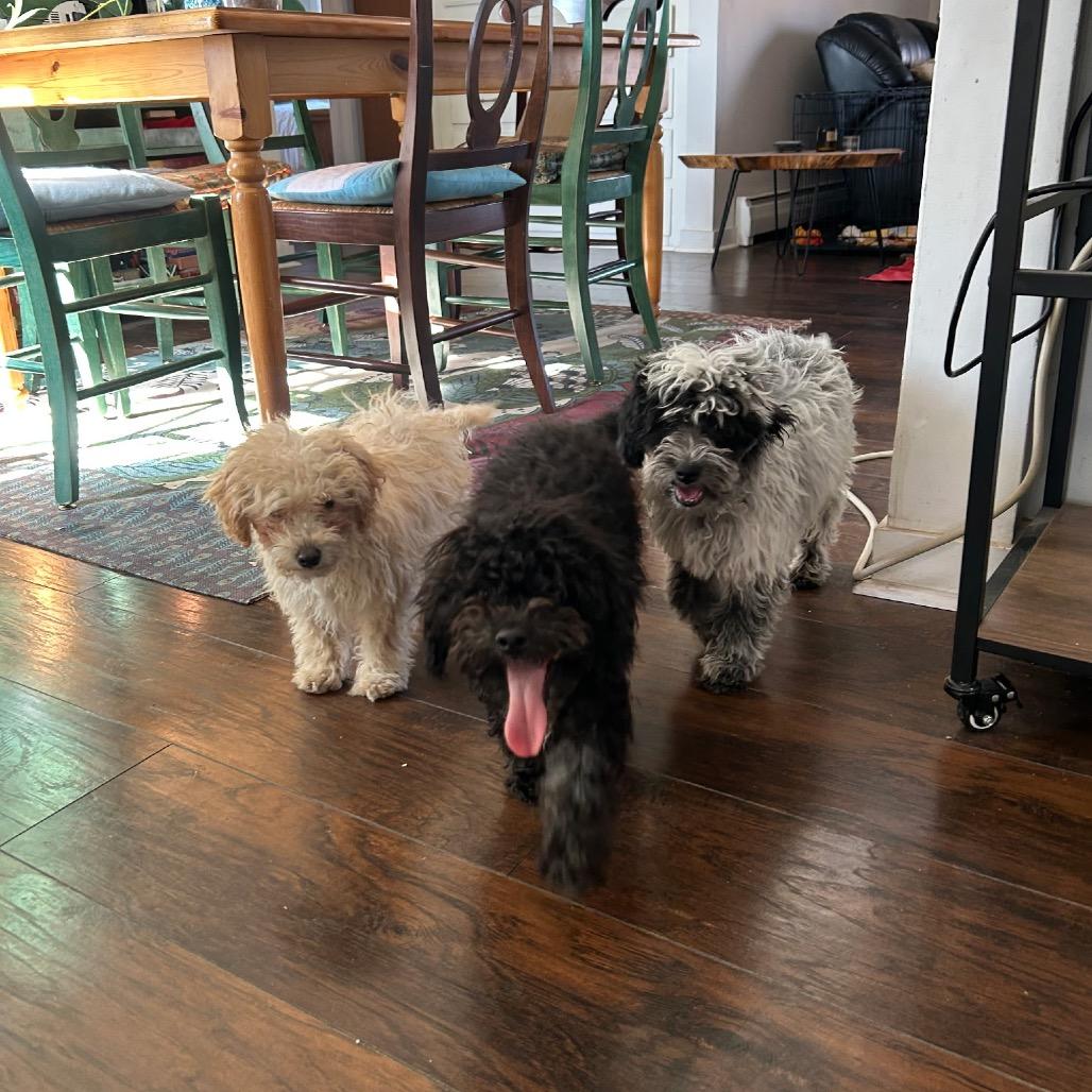 Enlarge Onyx, a Adoptable mixed breed in Fort Collins, CO image 3/6