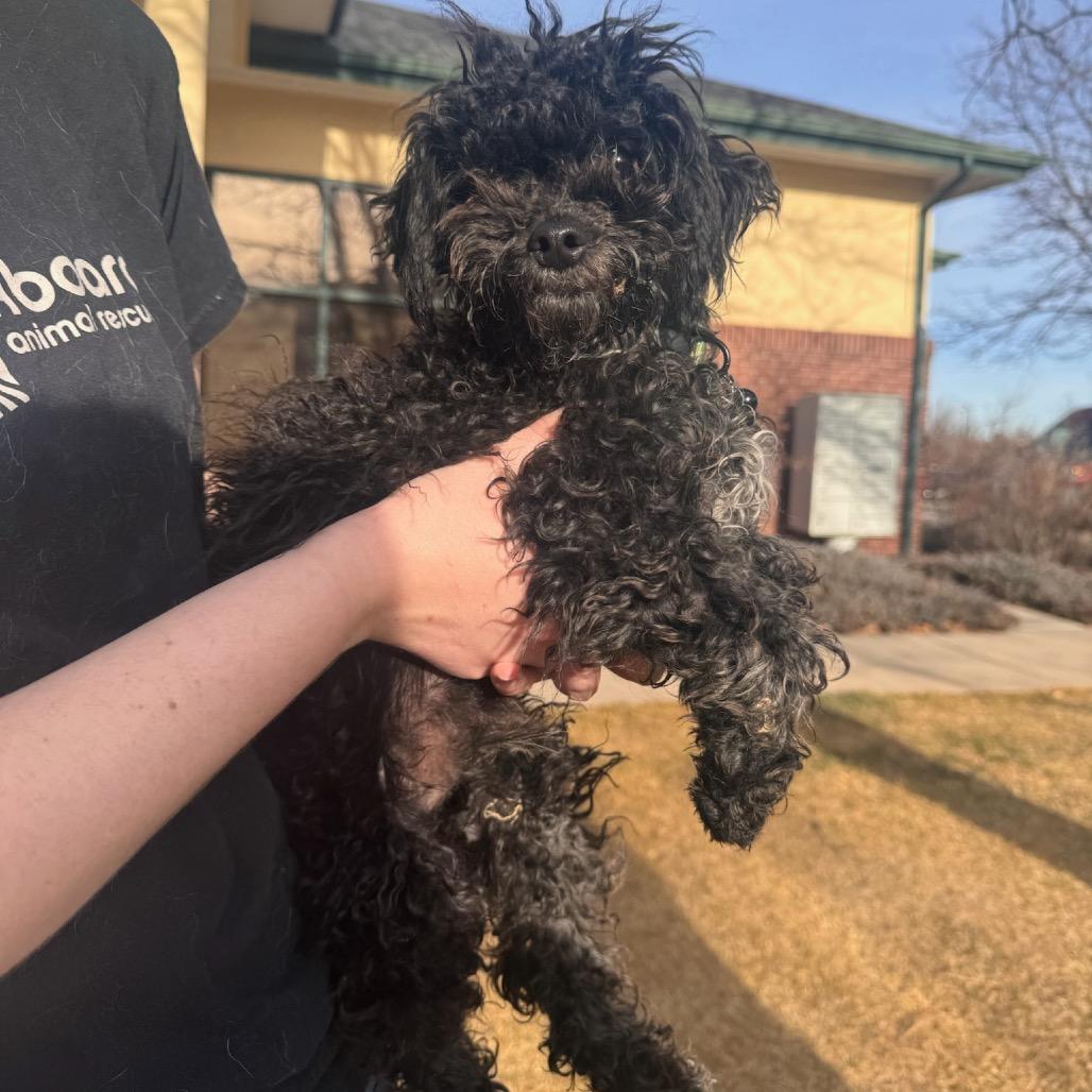 Enlarge Onyx, a Adoptable mixed breed in Fort Collins, CO image 5/6