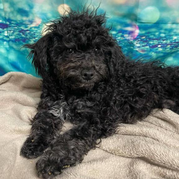 Enlarge Onyx, a Adoptable mixed breed in Fort Collins, CO image 6/6