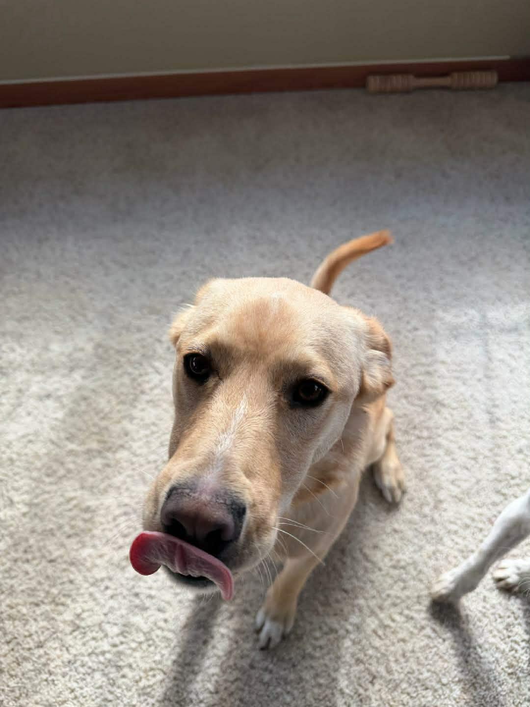 Bulleit. ADOPTED, a ADOPTABLE mixed breed in Union Grove, WI image 3/4