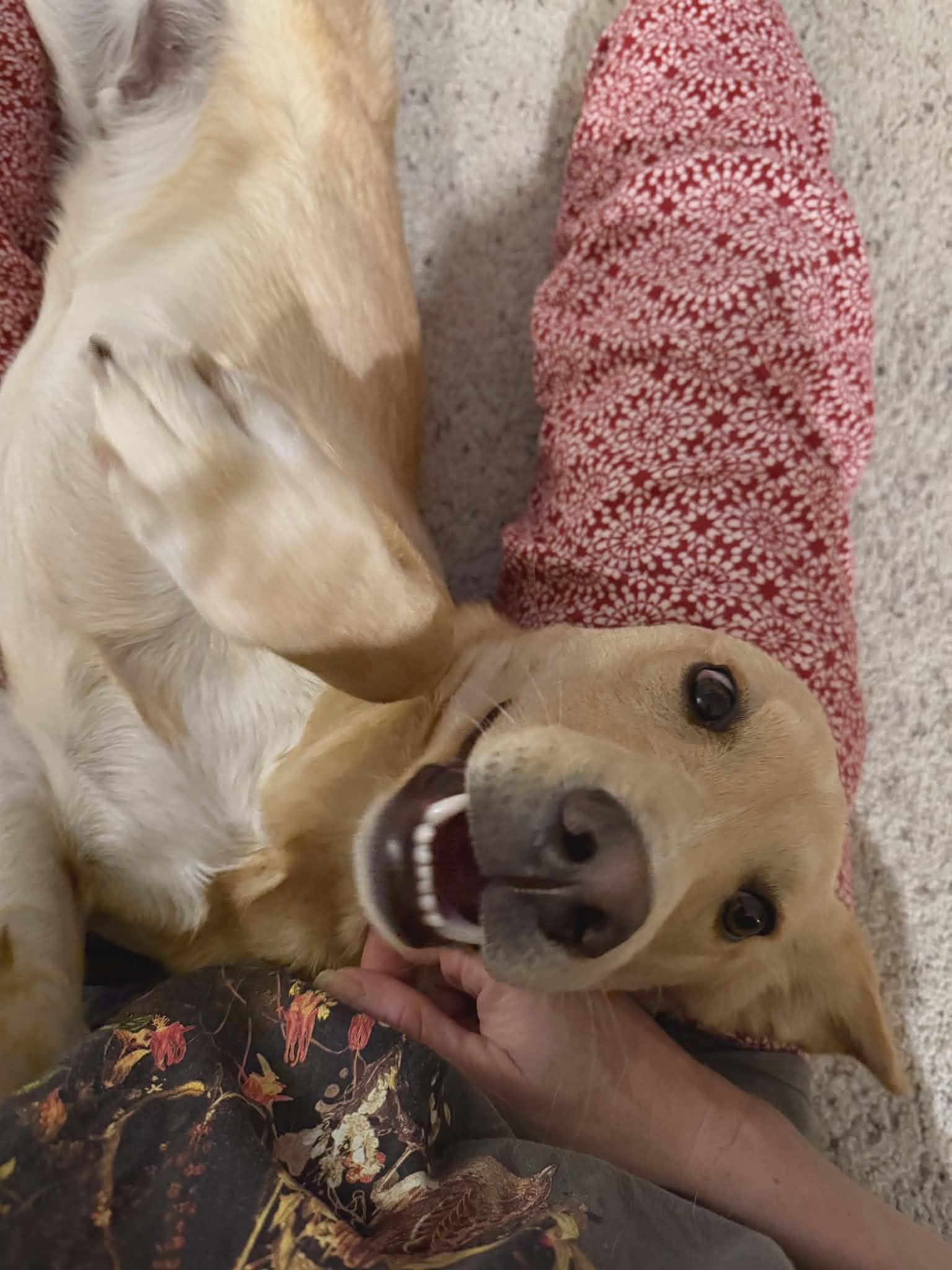 Bulleit. ADOPTED, a ADOPTABLE mixed breed in Union Grove, WI image 4/4