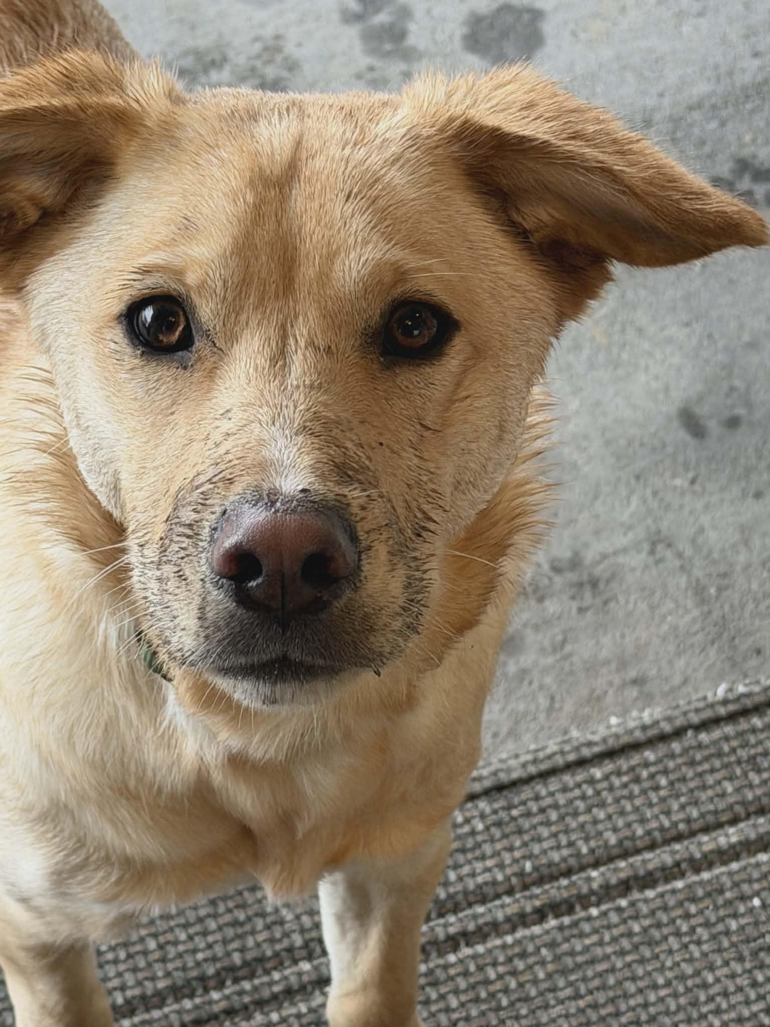 Bulleit. ADOPTED, ADOPTABLE, Young Male Labrador Retriever.