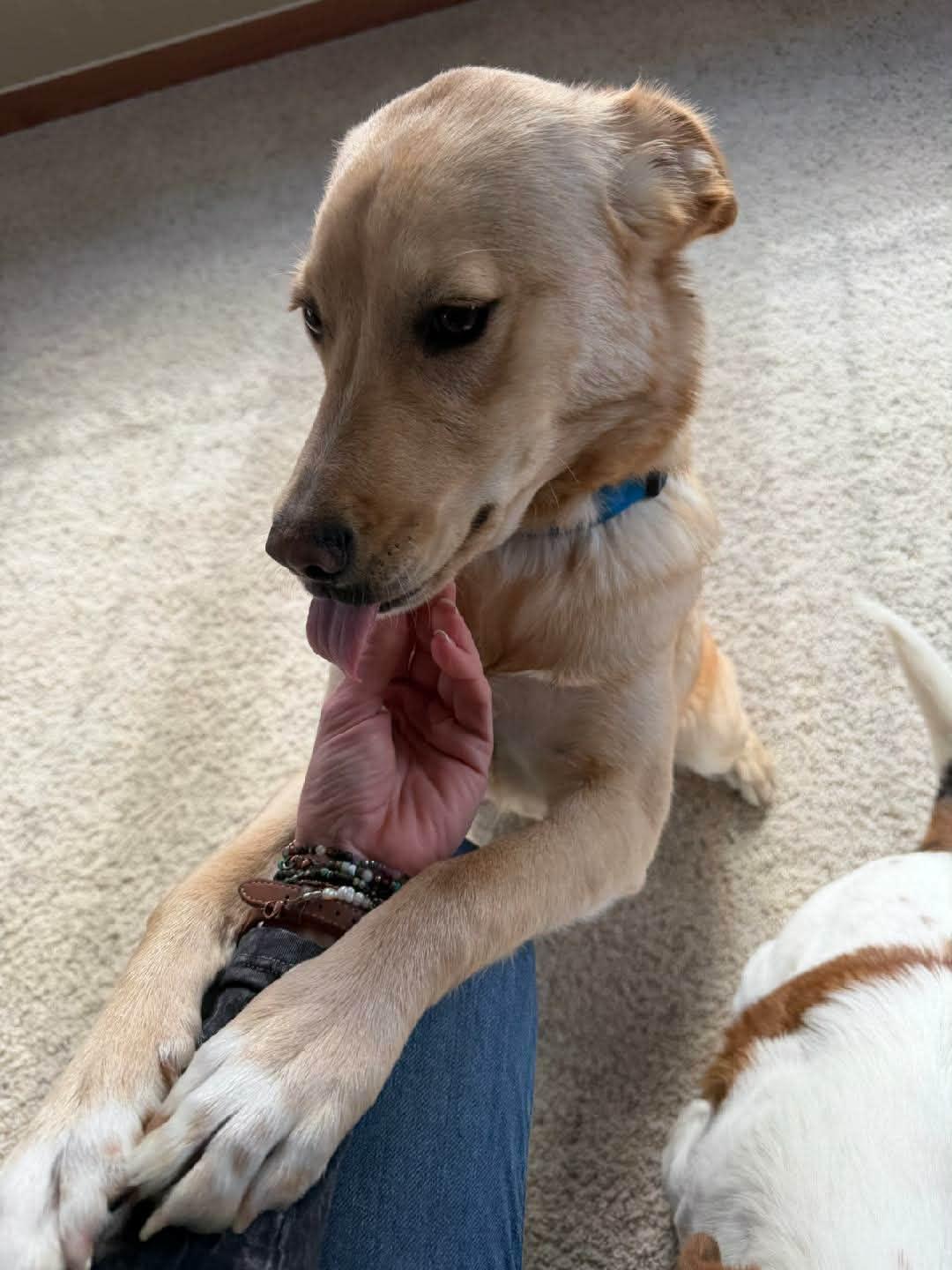 Bulleit. ADOPTED, a ADOPTABLE mixed breed in Union Grove, WI image 2/4