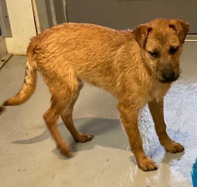 Willie, Adoptable, Adult Male Wheaten Terrier & Border Terrier.